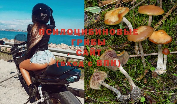 apvp Алзамай